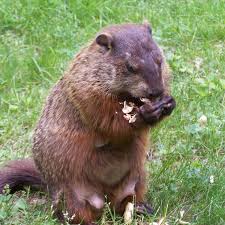 As is tradition, pennsylvania's own punxsutawney phil emerged from their burrow this morning, ready to forecast just how long 2021's winter will last. 10 Ways To Celebrate Groundhog Day With Activities Movies And Food Holidappy