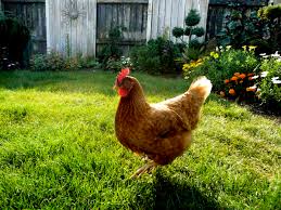 If you are thinking adopting chickens for your backyard, here are some important questions to ask however, backyard chickens can be a lot of work and bring their own unique challenges, so they. Why I No Longer Have Backyard Chickens