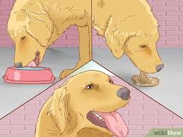 Kopeklerdeki Sicak Carpmasi Nasil Tedavi Edilir Wikihow