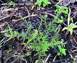 Image result for Polygala xanthina