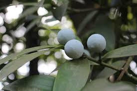 Image result for Nageia nagi