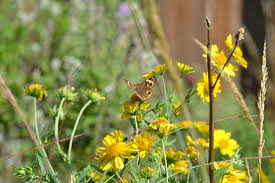 Image result for Verbesina encelioides