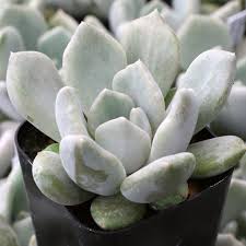 Image result for Pouchetia