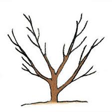 System leaders often do not see themselves as such pursue stability of leadership, something that has proved difficult in a context of frequent reorganisation of the provider and commissioning landscape. Two Ways To Prune New Fruit Trees Finegardening