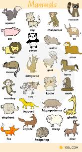 Animal Names Types Of Animals With List Pictures 7 E S L