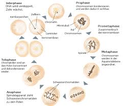 Biologie Chemie In 2020 Biologie Biologie Abitur Biologie Unterrichten