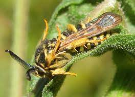 = yellow jackets often nest underground in rodent burrows, so if you see lots of flying insects emerging from a hole in the ground, they're probably yellow jackets. It S A Bee It S A Wasp No It S A Moth Bumble Bee Conservation N W