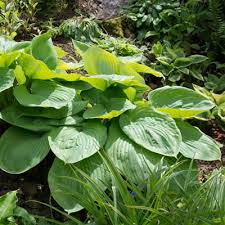 Other common names plantain lily 'sum and substance'. Hosta Sum And Substance Dorset Perennials