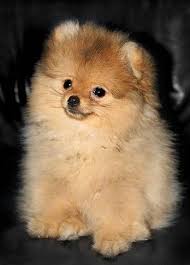 Pomeranian Sheepdog Photo Kopek Kopekler Kopek Cinsleri Kopek Turleri Kopek Egitimi Kopek Turleri Yavru Kopek Evcil Hayvanlar