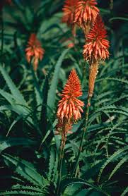 Image result for Aloe arborescens