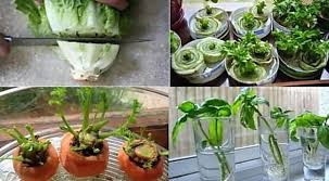 Les 20 Legumes Les Plus Faciles A Faire Pousser En Pot En 2020 Faire Pousser Des Champignons Fruits Et Legumes Legumes