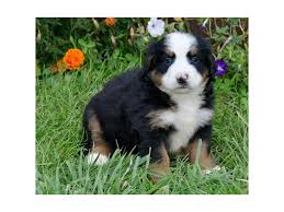 It's also free to list your available puppies and litters on our site. Bernese Mountain Dog Dog Female Tri Colored 2524535 Petland Round Lake Beach Il