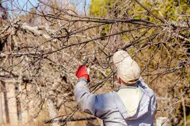 Perennial greens rooted cutting plugs rhubarb divisions. Man Pruning Cutting Apple Fruit Tree Branches In Spring Outdoors Stock Photo Picture And Royalty Free Image Image 165148239