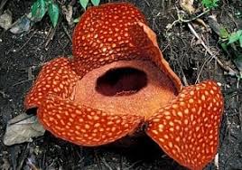 It is known to be one of the worlds largest flowers, but is perhaps best known for its smell of rotting flesh. 21 Rafflesia Arnoldii Flower Facts The Largest Flower In The World Factsofindonesia Com