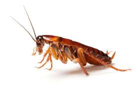 They spend the daylight hours in dark we ensure that our every partner pest control company in mumbai is experienced and practice best standard of pest control services across mumbai metropolitan area. Pin On Bugs