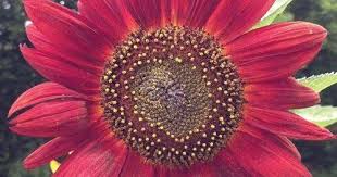 30 Gambar Bunga Matahari Ada Pot Cara Menanam Bunga Matahari Velvet Queen Dalam Pot Sahabat Download Cerita Petani Bunga Matah Menggambar Bunga Bunga Gambar