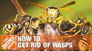 how to get rid of wasps the