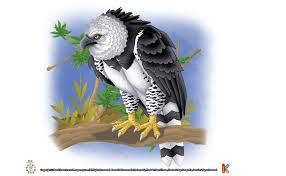 Gambar hewan burung merpati archives kumpulan gambar. Ilustrasi Burung Rajawali Harpy Rajawali Terbesar Dan Terkuat Ebook Anak