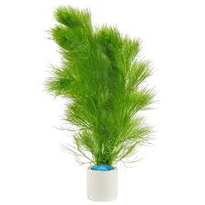 Image result for Limnophila fluviatilis