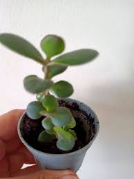 Image result for Grona afra