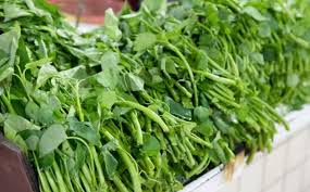 Can Rabbits Eat Water Spinach Pet Care Advisors