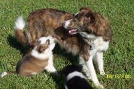 Border Collie Black And Brown Dogs Brindle Border Collie Border Collie Collie Brindle