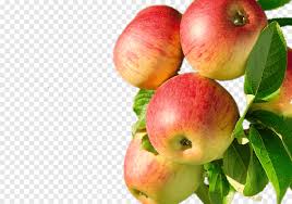 The apple tree is a deciduous tree in the rose family best known for its sweet, pormaceous fruit. Juice Apple Fruit Tree Fuji A Bunch Of Apples On The Tree Natural Foods Food Png Pngegg