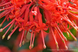A kínálat mindennap több ezer új minőségi képpel bővül. Chile Flora Chile Wildflowers Patagonia Flora Far South Exp