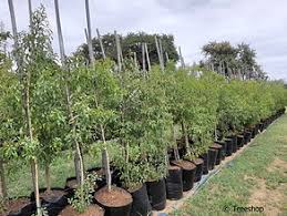 Image result for Heteropyxis natalensis