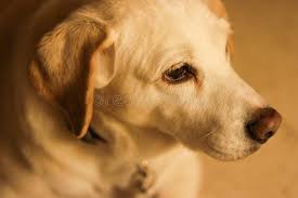 Click below to play our quiz. Beagle Labrador Mix Photos Free Royalty Free Stock Photos From Dreamstime