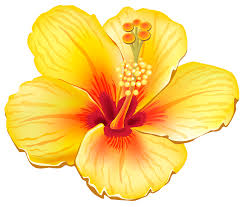 Pin On Flower Tattoo Hawaiian Clip Art