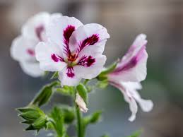 Notice the candles they use or the fresh flowers they buy. Tips On Growing Scented Geraniums Plants