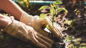 Per person to grow enough vegetables and soft fruits for the growing season at intermediate yields. Go Forth And Propagate Why You Should Grow Your Own Plants In Your Garden
