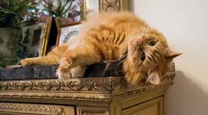 Orange cats can have long or short hair. 9 Fun Facts About Orange Tabby Cats The Purrington Post