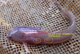 Ikan lele ini berwarna putih polos dan punya kumis panjang. Jenis Penyakit Dan Cara Mengobati Penyakit Ikan Lele