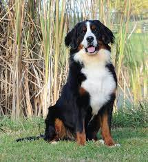 Check spelling or type a new query. Texas Swissridge Kennels