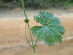 Image result for Pycreus fluminalis