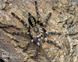 Image result for Amphicarpaea africana