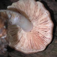 Image result for Russula perlactea
