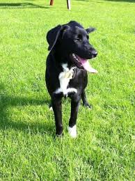 Black And White Border Collie Pointer Mix Borador Border Collie Labrador Retriever Lab Mix Puppies Unique Dog Breeds Rare Dog Breeds