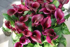 Create a bright, indirect light source. Houseplant Of The Month Calla Lily Frosts Garden Centres