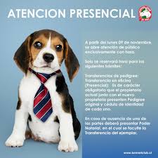 Maybe you would like to learn more about one of these? Atencion Presencial Reserva Tu Hora Kennel Club De Chile