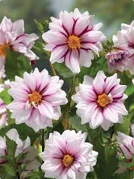 unique dahlia edge of joy beautiful flowers plants dahlia flower