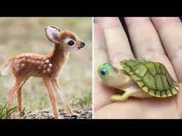Funny dog videos 2020 it's time to laugh with dog's life thanks for watching ! Baby Animals Funny Cats And Dogs Videos Compilation 2020 Perros Y Gatos Recopilacion 27 Cats To Love