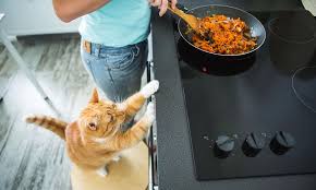 Kedilere Ev Yemegi Vermek Kedi Blog