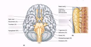 Different systems in human body. Nervous System Brain Model And Drawings 2 Diagram Quizlet