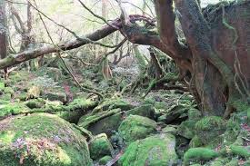 We did not find results for: The Setting Of Princess Mononoke Shiratani UnsuikyÅ Yakushima Matcha Japan Travel Web Magazine
