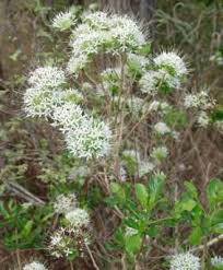 Image result for Pavetta johnstonii