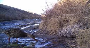 Hidden Wildlife On Salt Creek