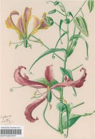Image result for Gloriosa sessiliflora